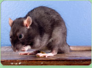 rat control Aylesbury Vale