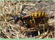 wasp control Aylesbury Vale