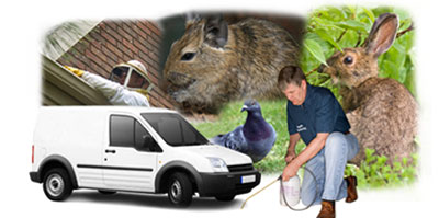 Aylesbury Vale local van